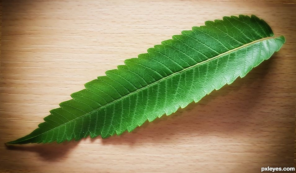 Leaf