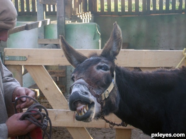 Smiling Donkey