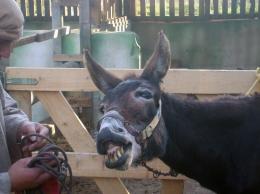 Smiling Donkey