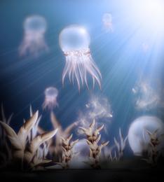 Transparent Jellyfish Picture