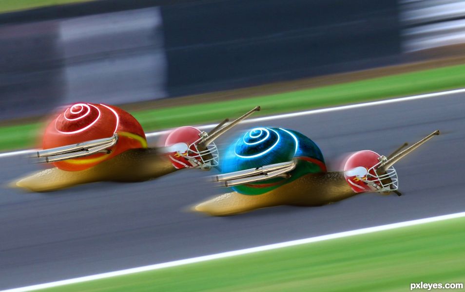 Snail Race