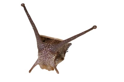 Creation of SnailBlazer: Step 2