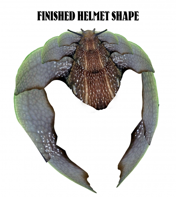 Creation of Lettuce Face It: Step 4