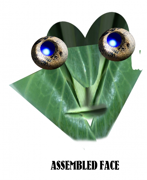 Creation of Lettuce Face It: Step 6