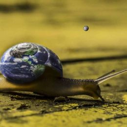 Life on a Snail... Picture