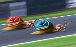 Snail Race