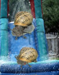 watersnail