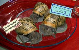 Escargot