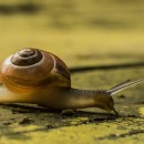 snail photoshop contest