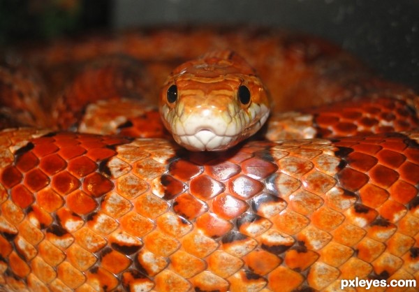 Corn snake