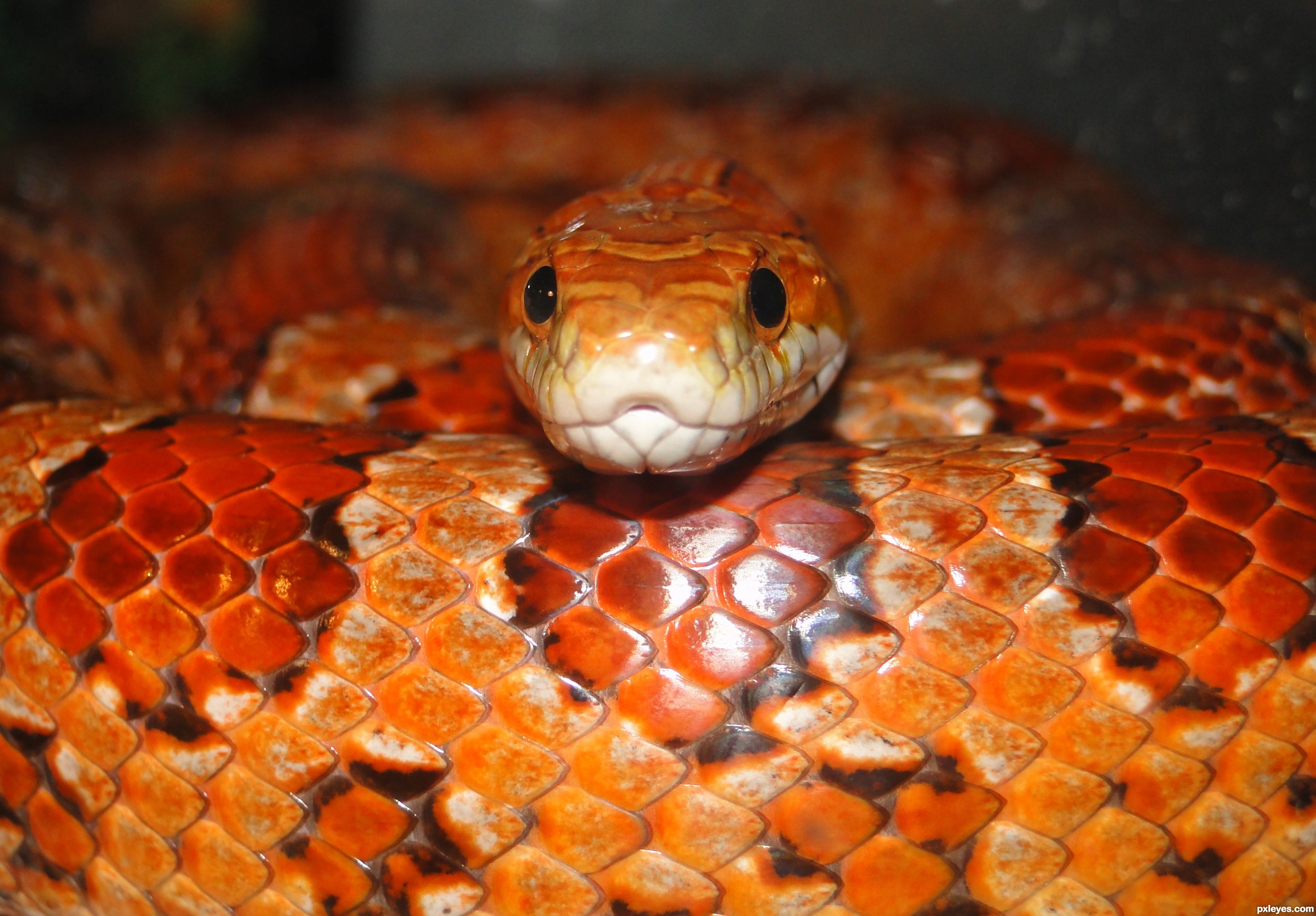 Corn snake picture, by nevena for: snakes photography contest ...