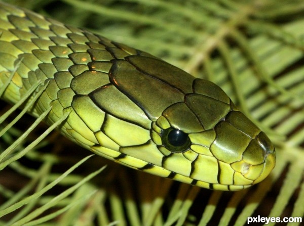 Green Mamba photoshop picture)