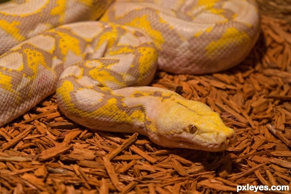 Yellow Snake