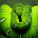 snakes photography contest