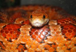 Corn snake