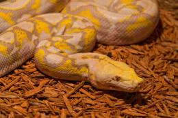 Yellow Snake