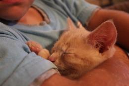 WipedoutKitty