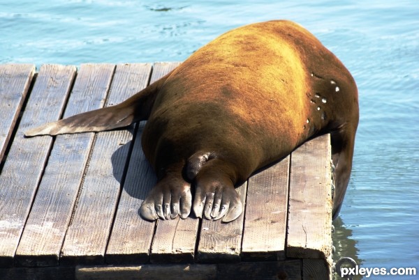 Snoozing Sea Lion