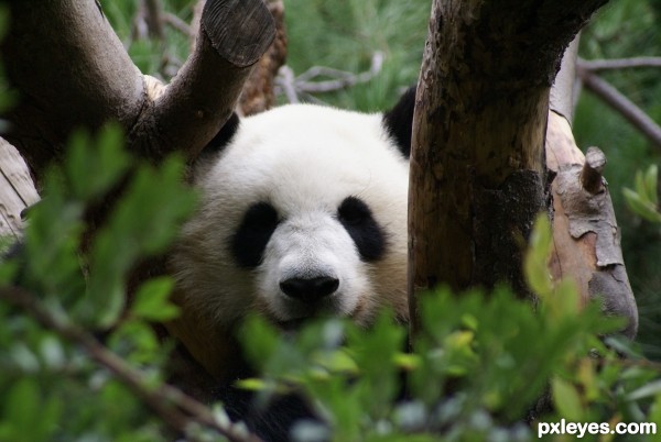 Snoozing in a tree