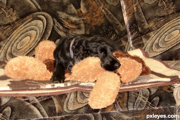 Aldo sleeping over his toy