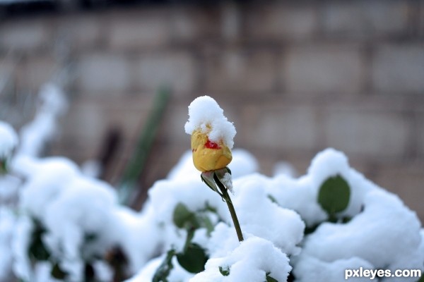 Rose Snow