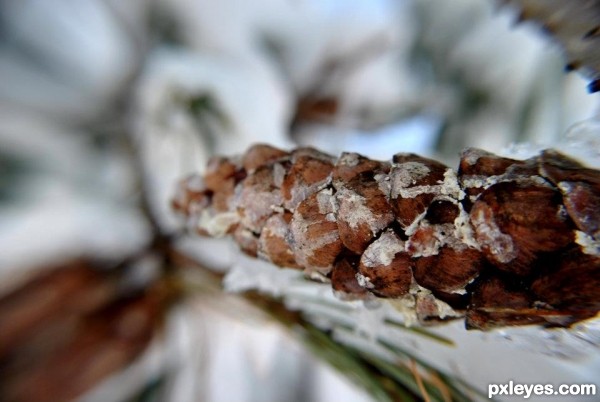 pinecone.