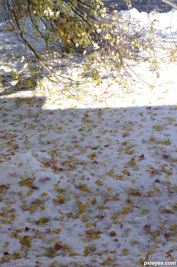 snow and fall leaves