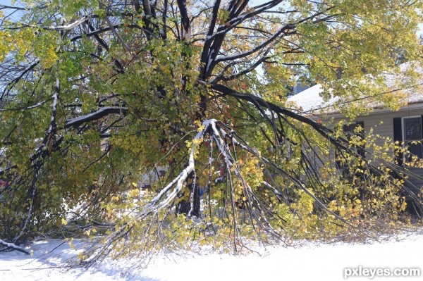 snow tree