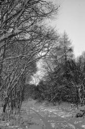 A Snowy Walk