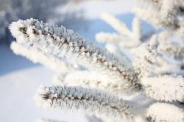 Blue Spruce