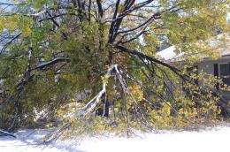 snow tree