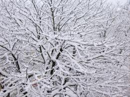 the tree
