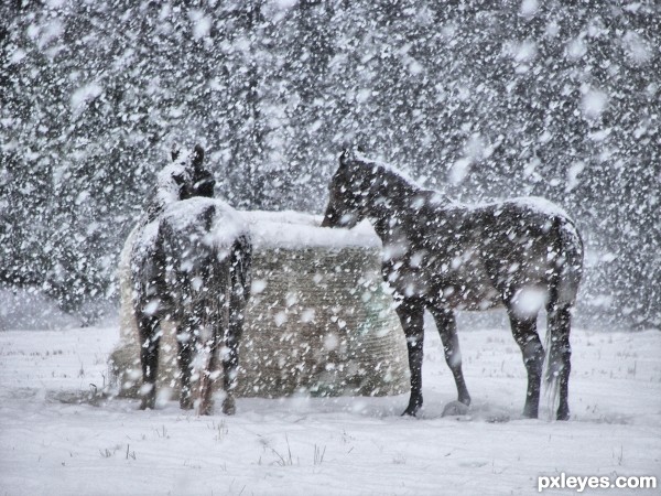 Dinner During A Blizzard