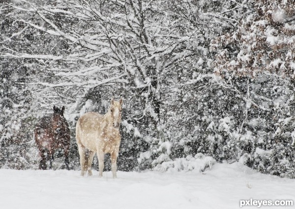 Scooter And Lulu In The Blizzard