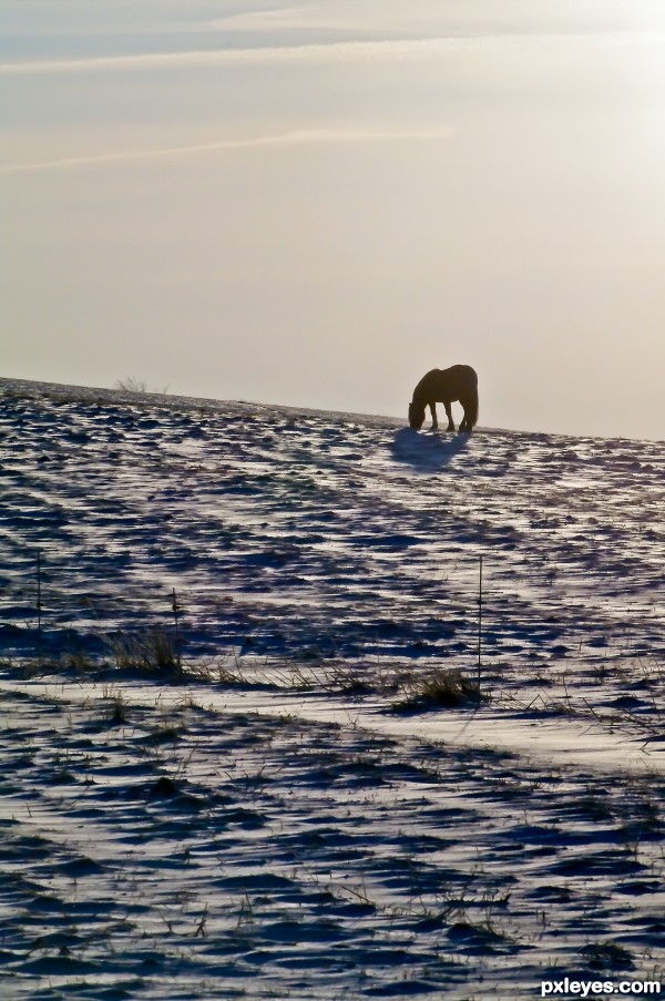 Snowy Desert