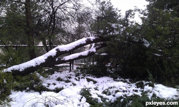 Snowy tree