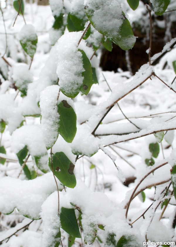 White on Green