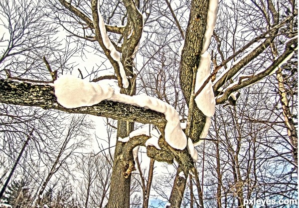 snow on branches