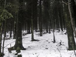 Snowintheforest