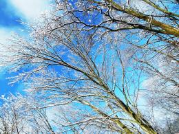 Trees of Snow  Picture