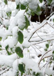 White on Green