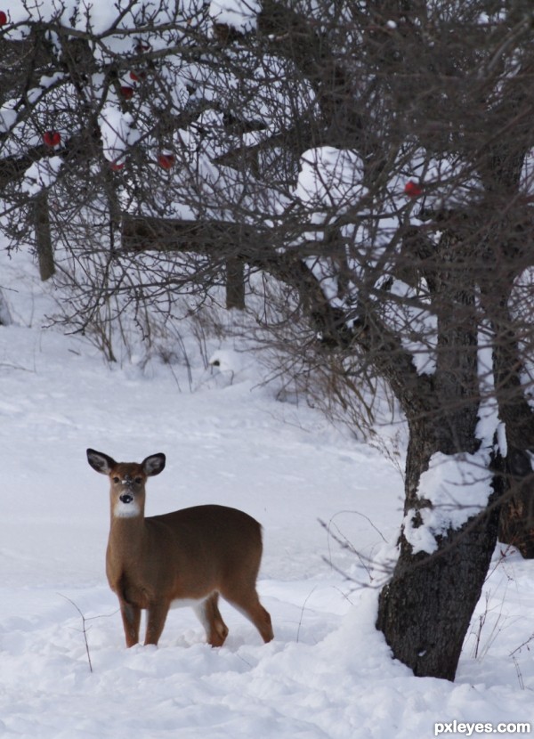 Looking for Apples