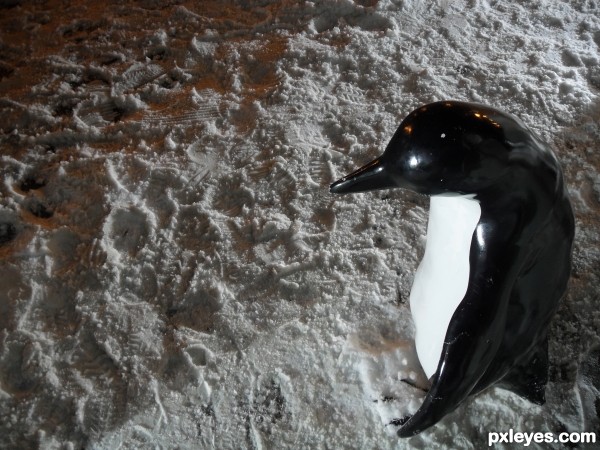 Penguin In Snow