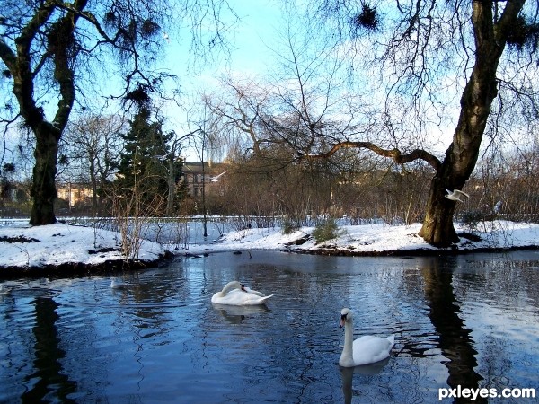 Pond in the park