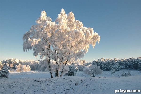 Snowy Tree