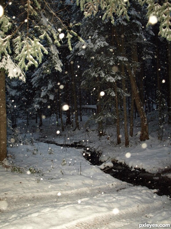 Snowy Woods