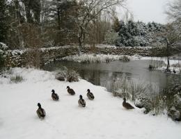 Its quacking cold