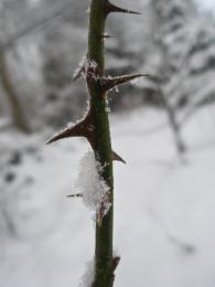 Piercing Through the Snow