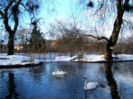 Pond in the park