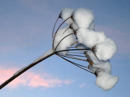 Seedhead